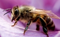 Formation : Prendre soin de la santé des abeilles 